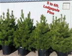 Lodgepole Pine 4'-5'